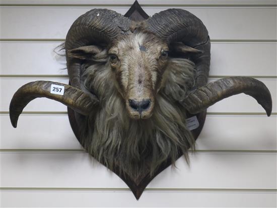 A taxidermic rams head, complete with horns, on a plaque